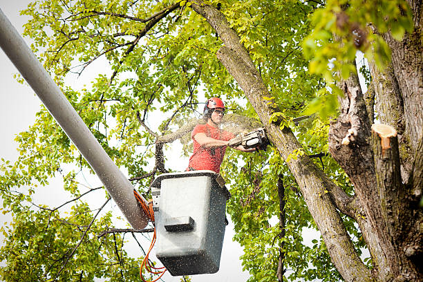 Tree Root Removal in Hoschton, GA